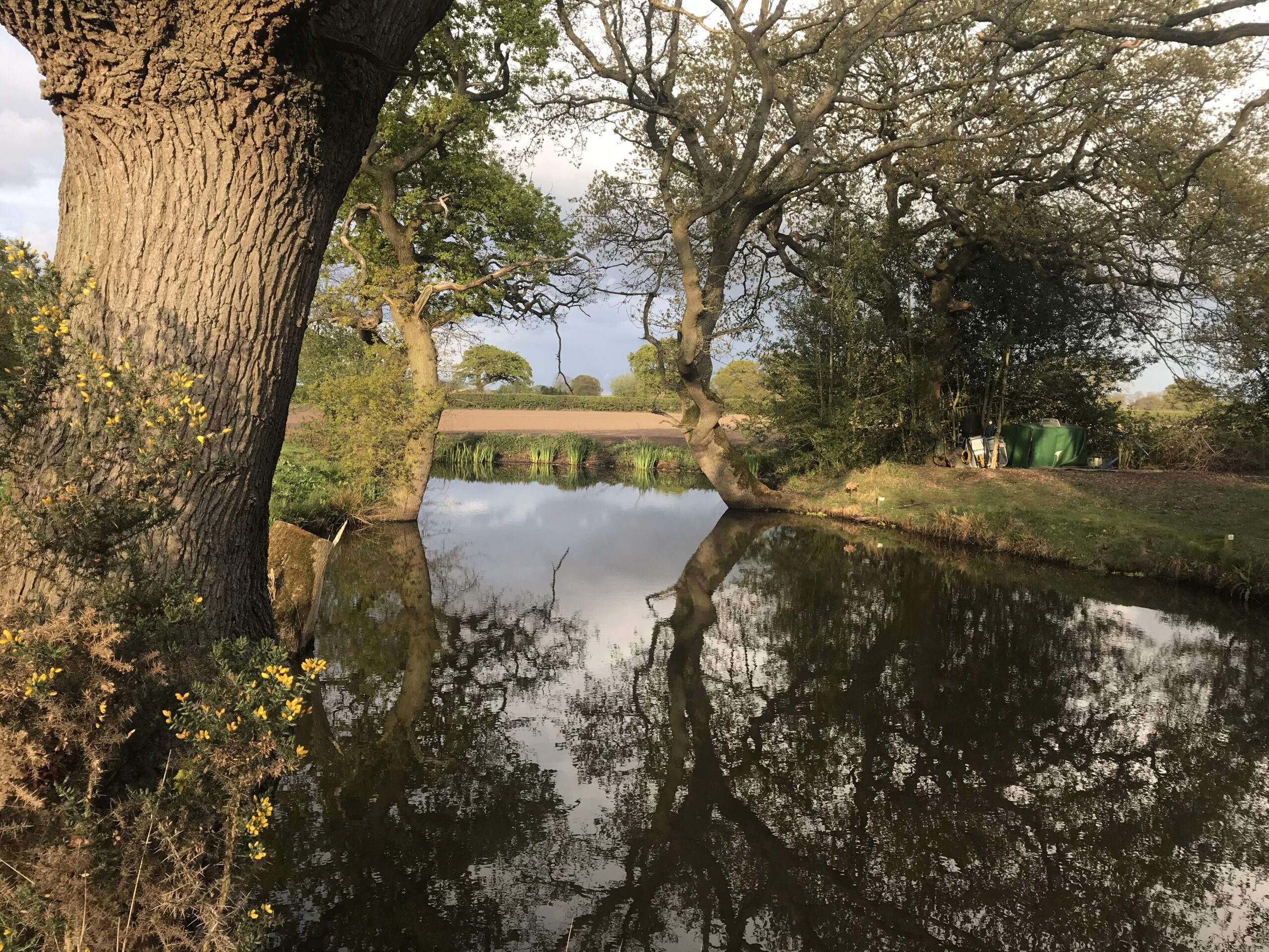 billies-pond-thornton-hough-angling-club